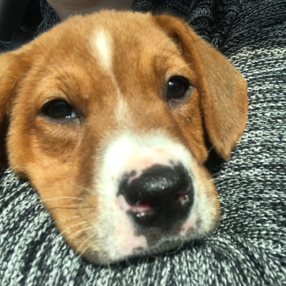 Meet your Posher, Katie - Picture 1 of 1